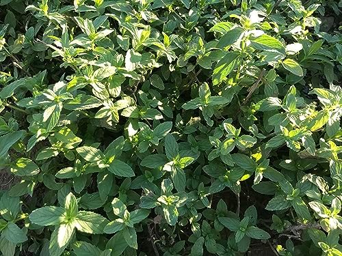 Spearmint (Nane) Çayı 50 gr | Bahçe Nanesi, Common Mint | Haven Herbs & Blends