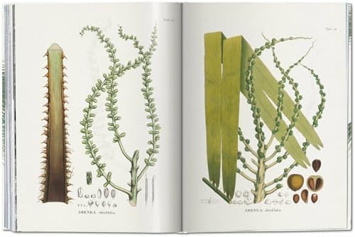 Martius. The Book of Palms